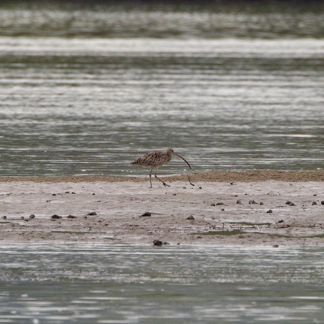 Far Eastern Curlew - ML508331711