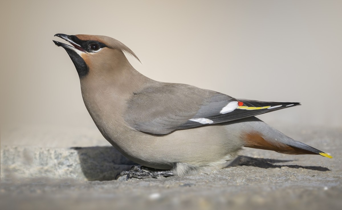 Bohemian Waxwing - Anonymous