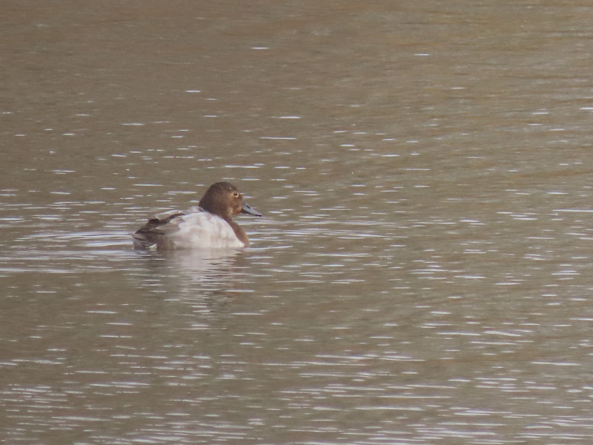 Canvasback - ML508333761