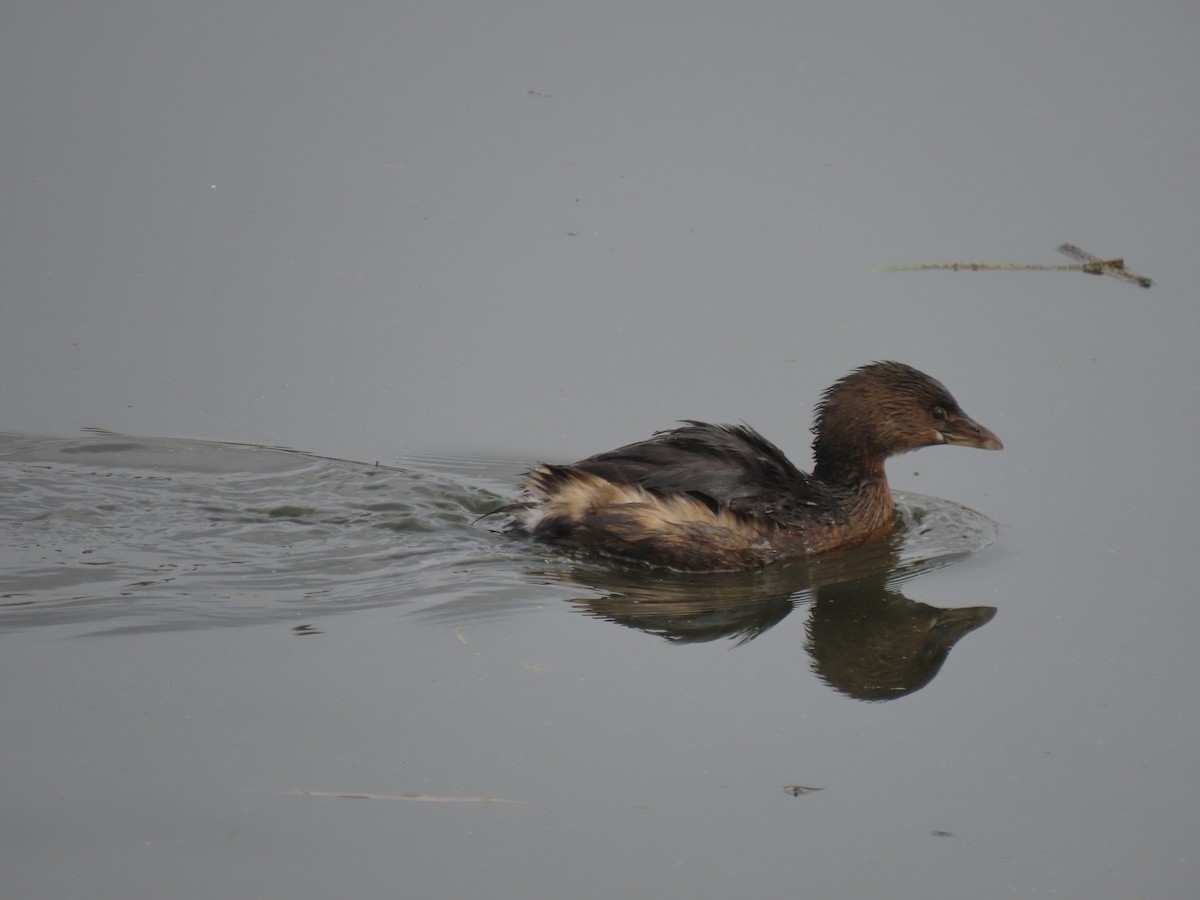 Pied-billed Grebe - ML508333831