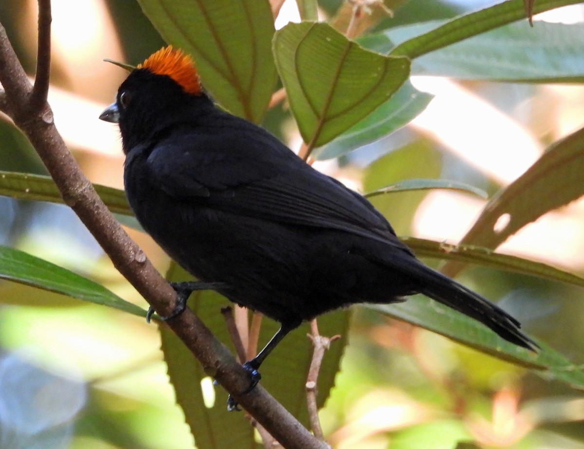 Tawny-crested Tanager - Danilo Moreno