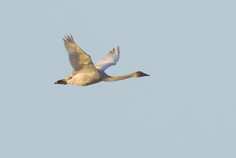 Tundra Swan - Bill Chen