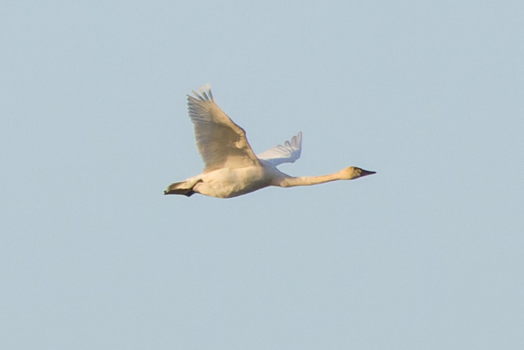 Tundra Swan - Bill Chen