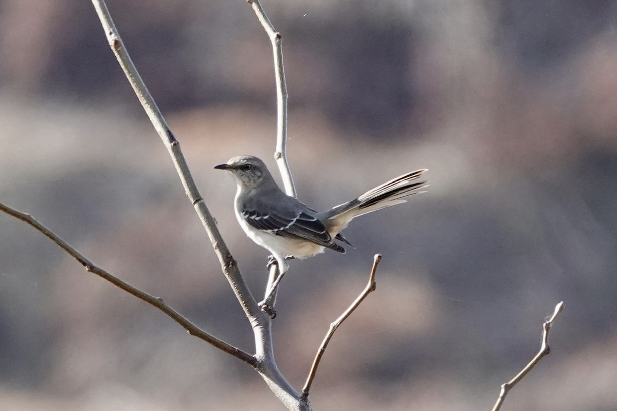 Northern Mockingbird - ML508336791