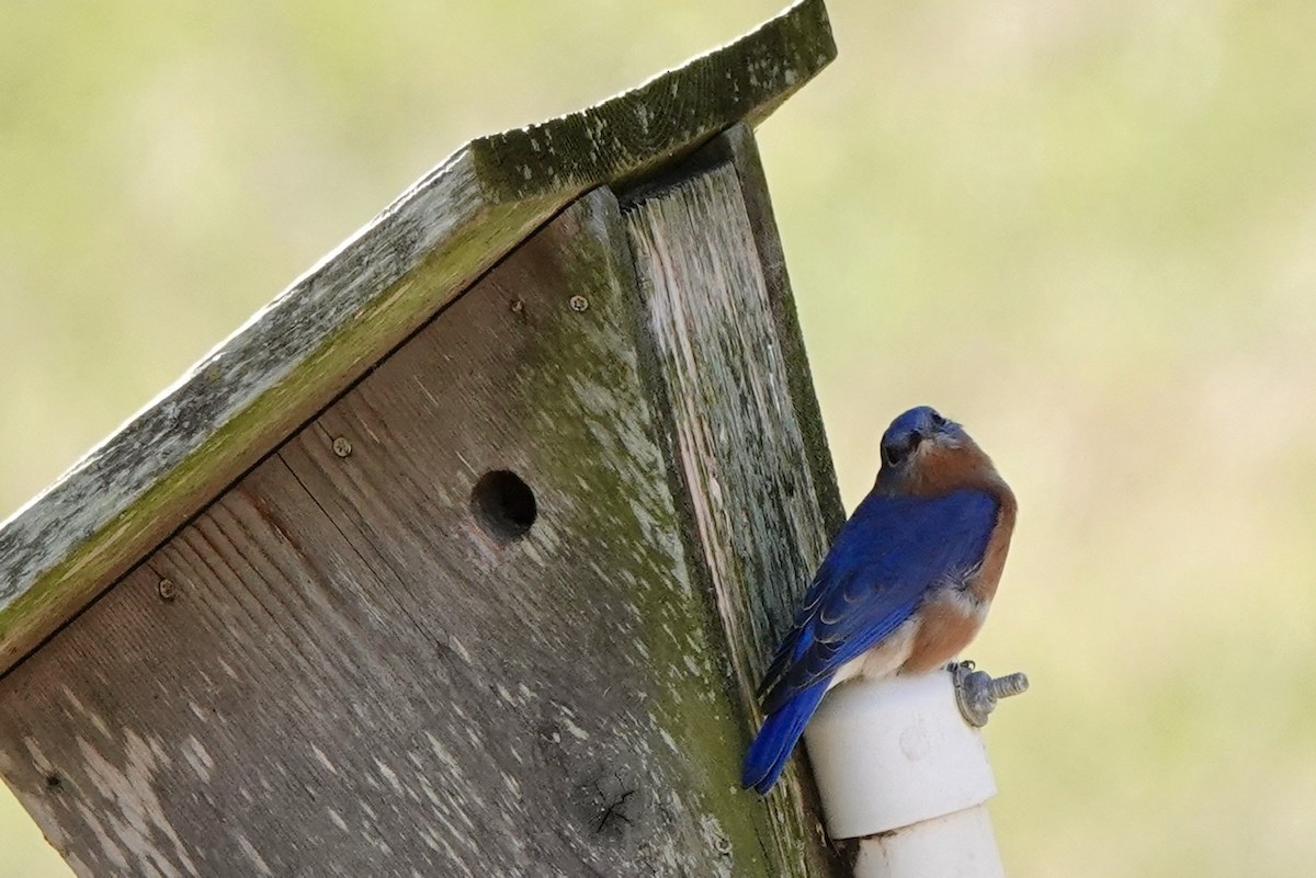 Eastern Bluebird - ML508337011