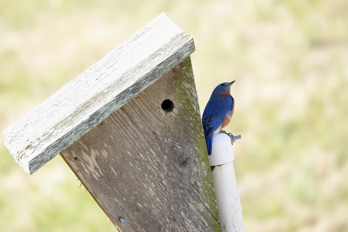 Eastern Bluebird - ML508337021