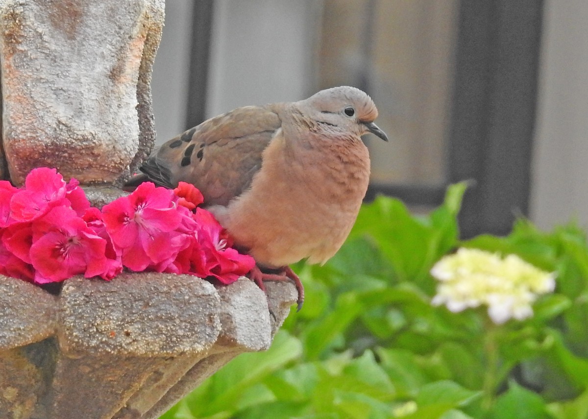 Eared Dove - ML508338141