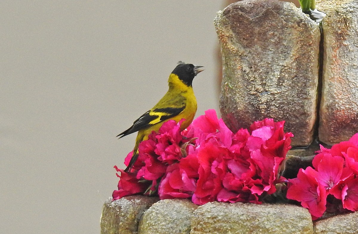 Hooded Siskin - ML508338211