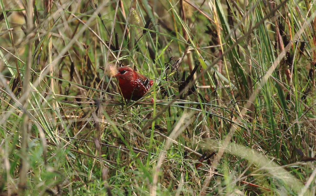 Red Avadavat - ML508338701