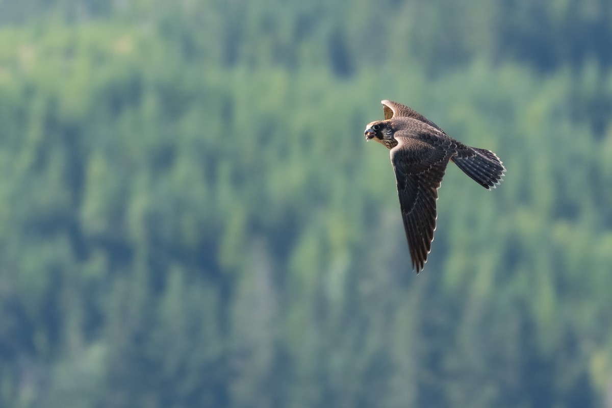 Peregrine Falcon - ML508339161