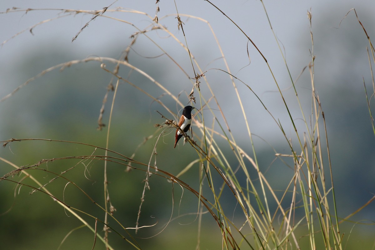 Tricolored Munia - ML508339321