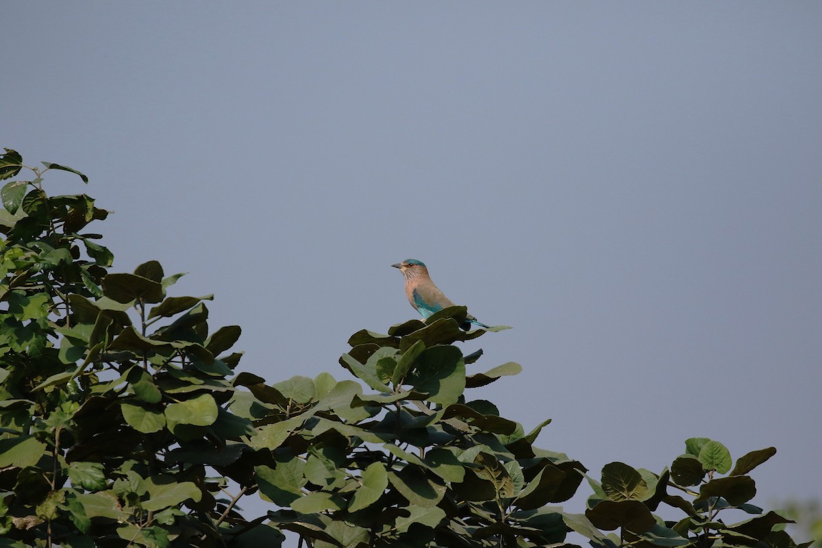 Indian Roller - ML508339611