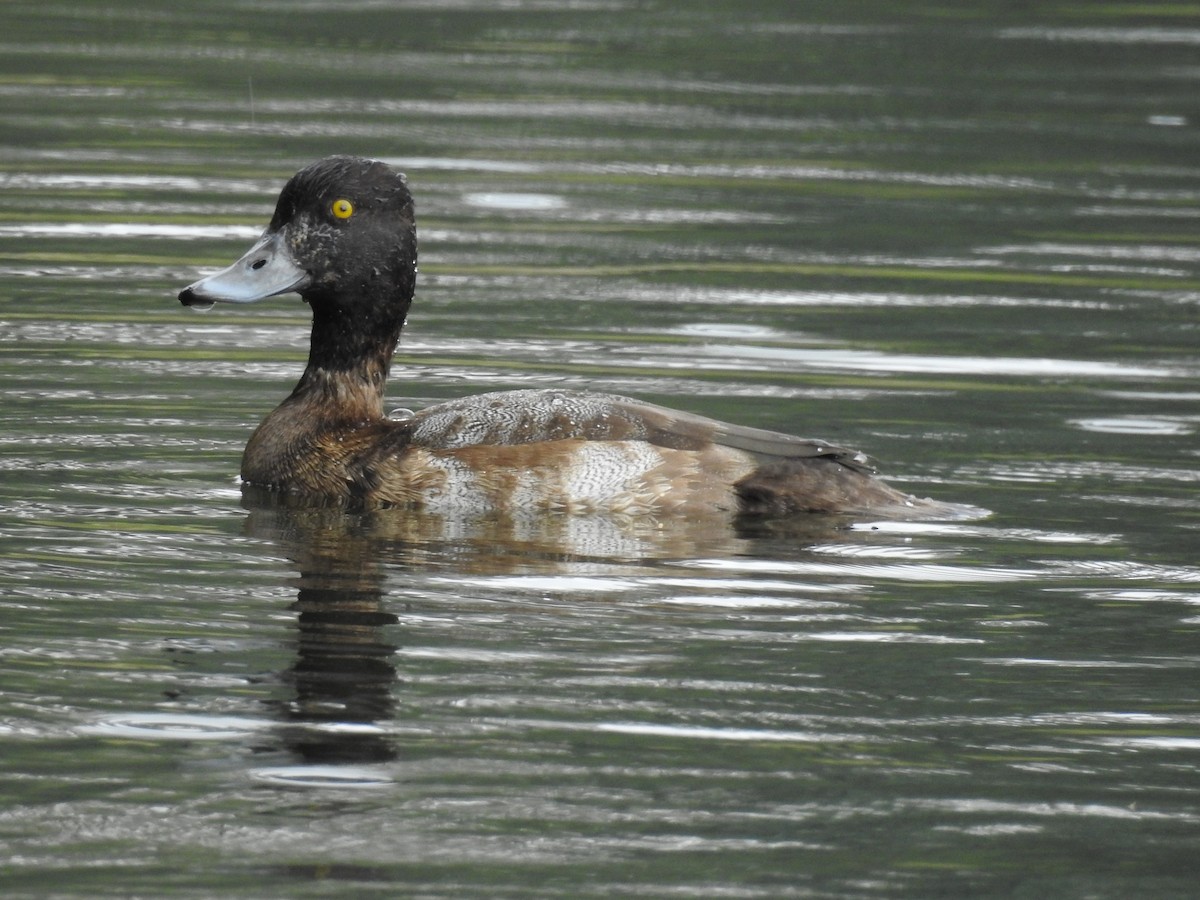 Greater Scaup - ML508339771