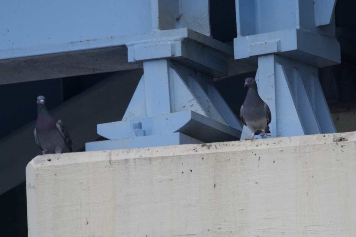 Хөхвөр тагтаа (суурин газрын) - ML508340781