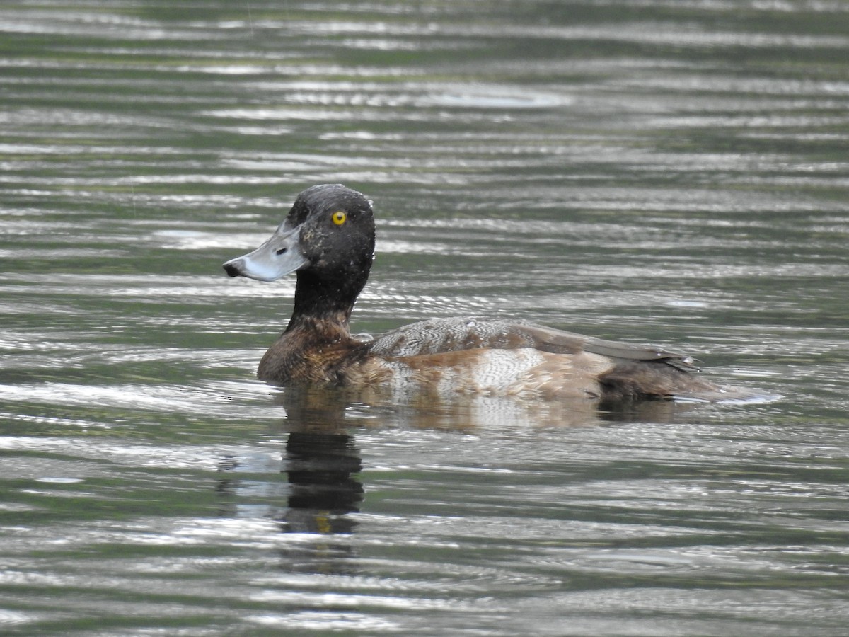 Greater Scaup - ML508340921