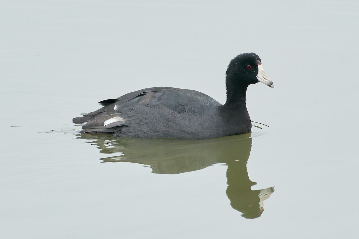 American Coot - Ant Tab