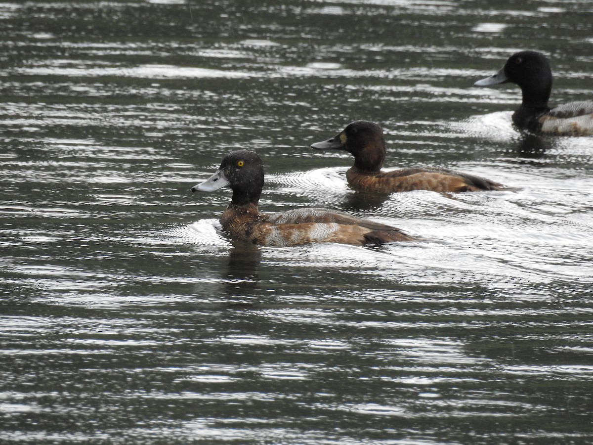 Greater Scaup - ML508341741