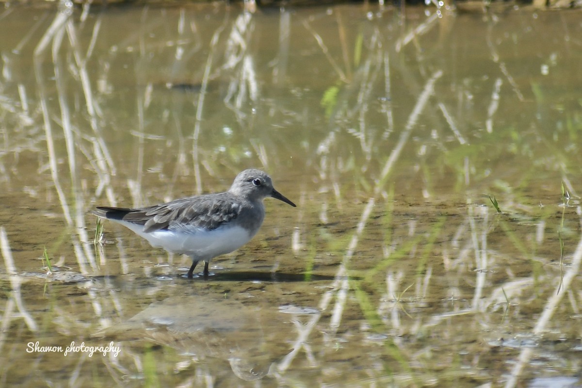 Temminck's Stint - ML508341771