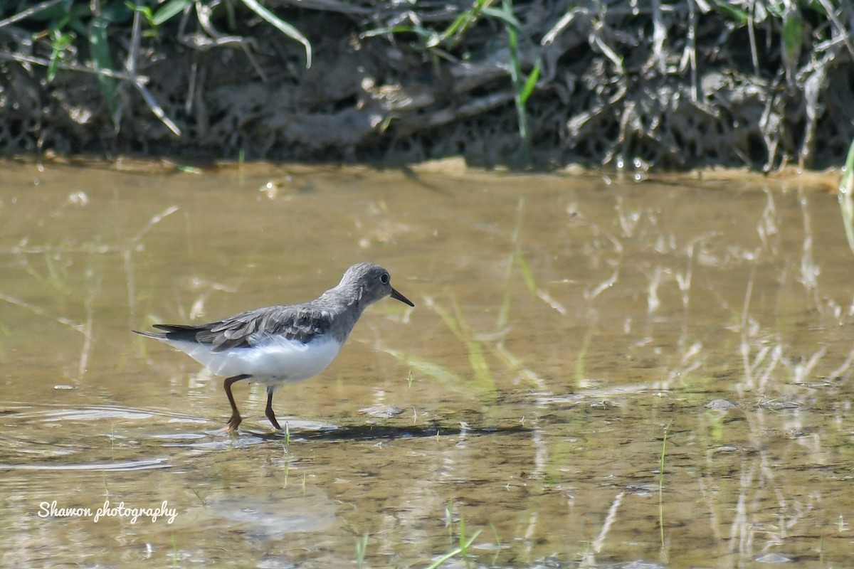 Temminck's Stint - ML508341781