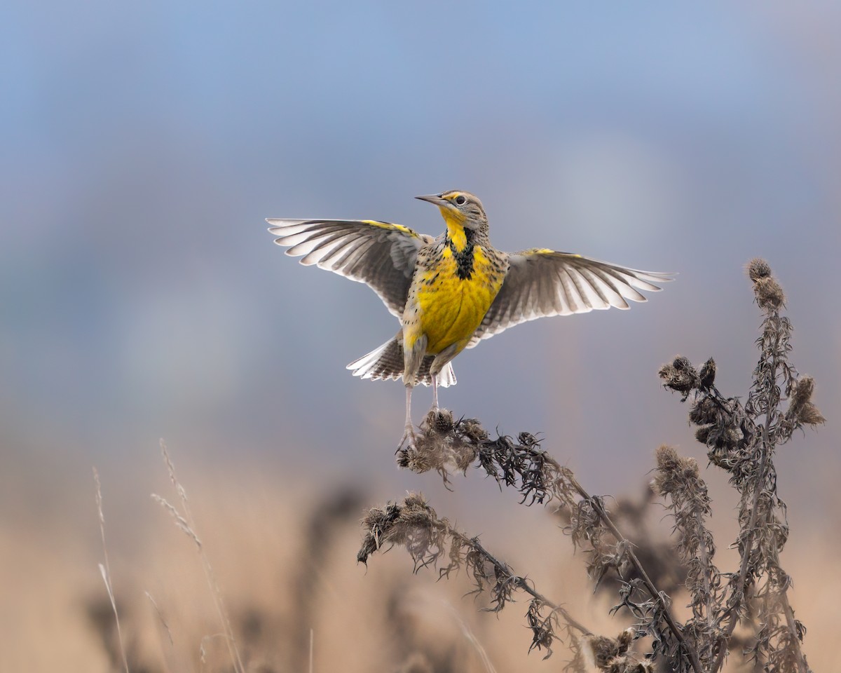 Western Meadowlark - ML508341791