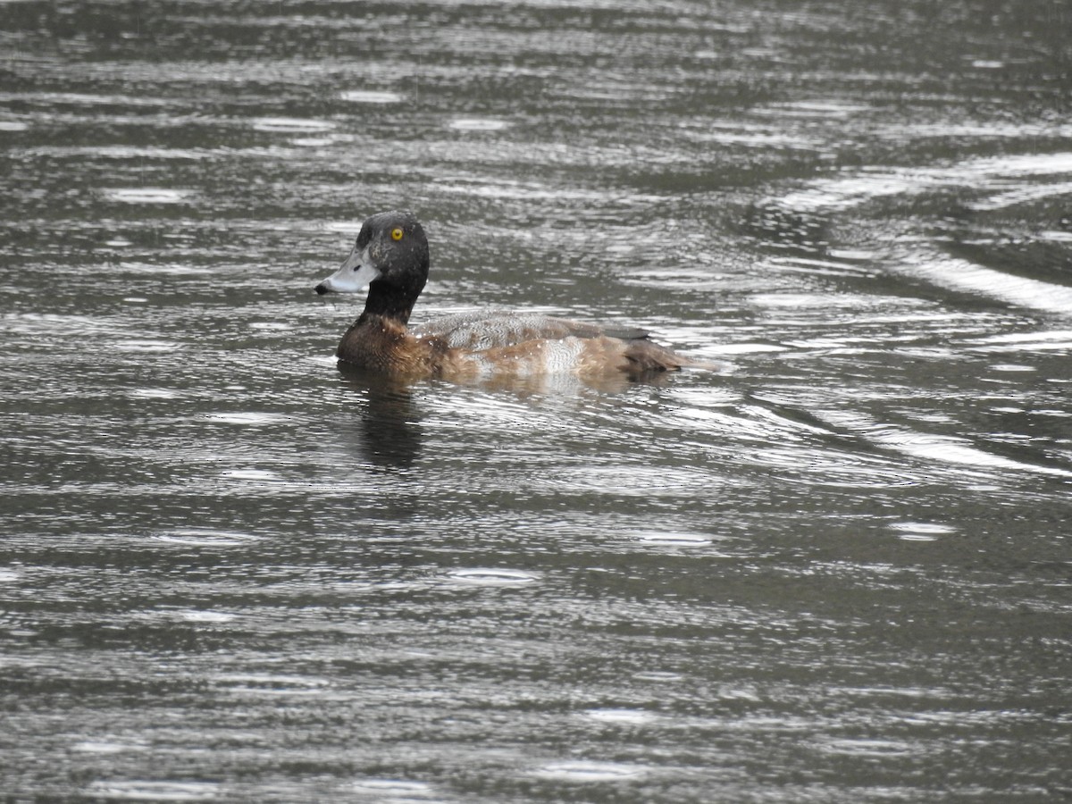 Greater Scaup - ML508341841