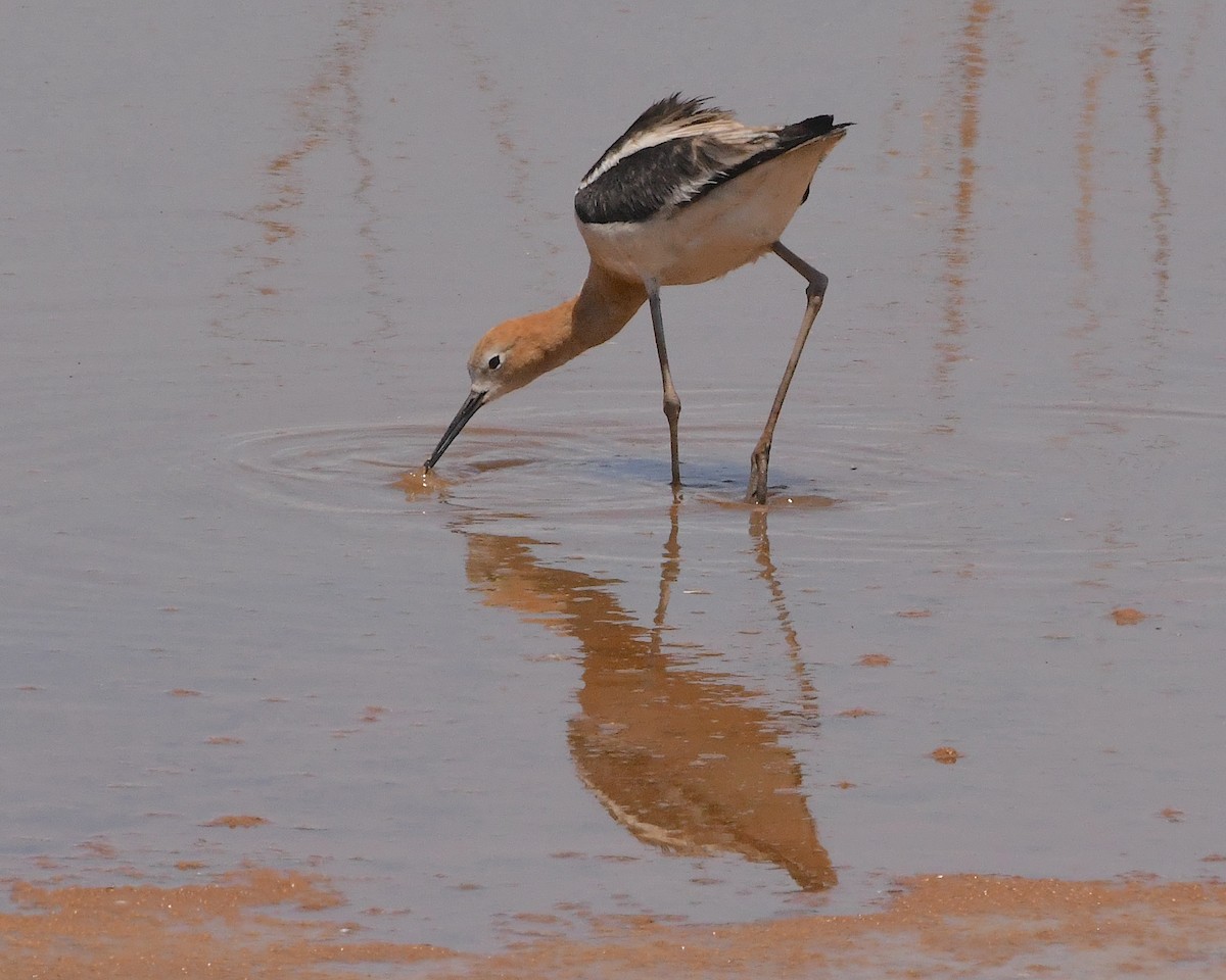 Avoceta Americana - ML508345211