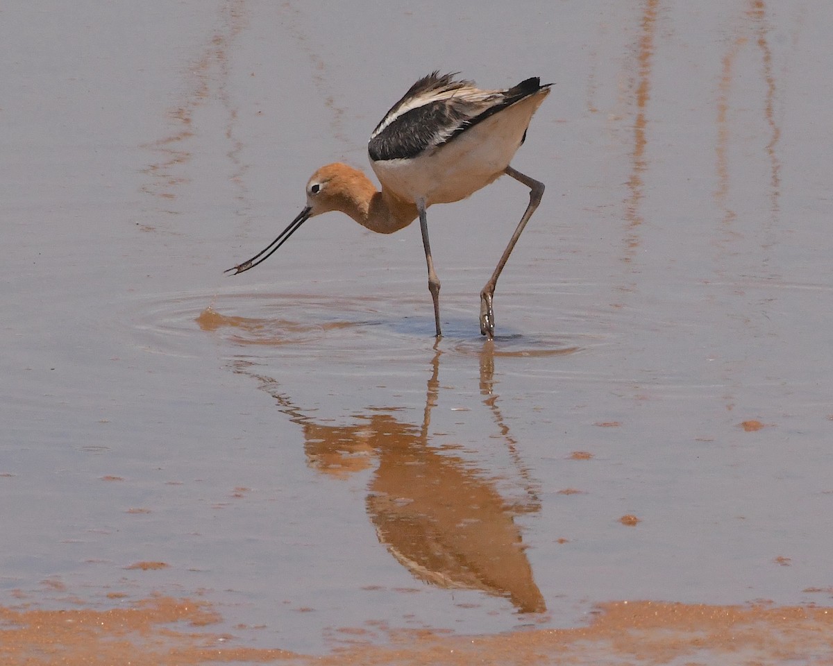 American Avocet - Ted Wolff
