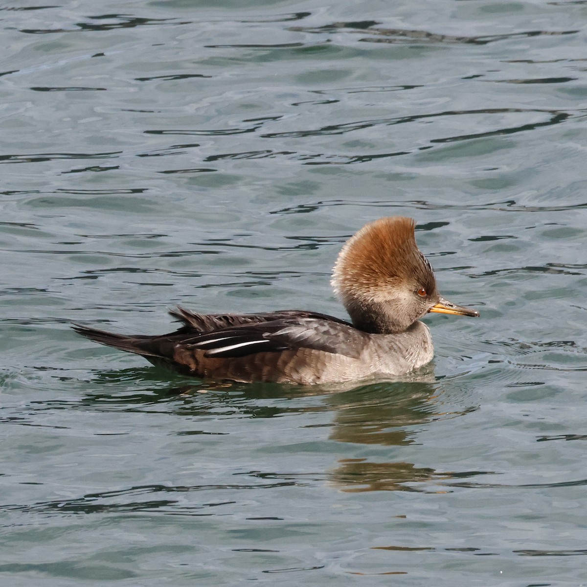 Hooded Merganser - ML508345891