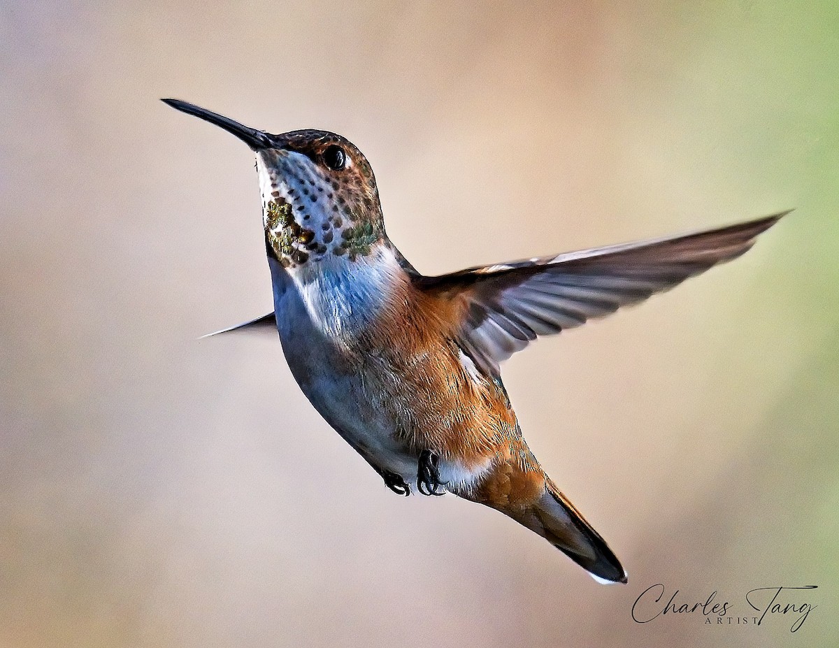 Rufous Hummingbird - ML508345911