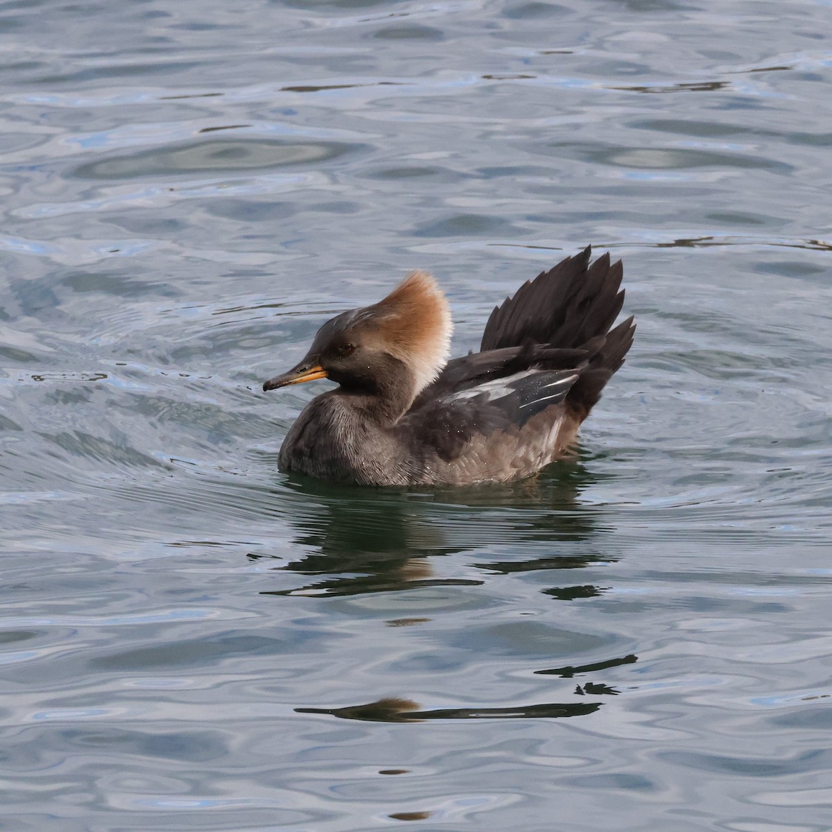 Hooded Merganser - ML508345981