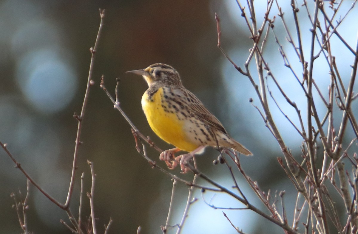 Western Meadowlark - ML508346091