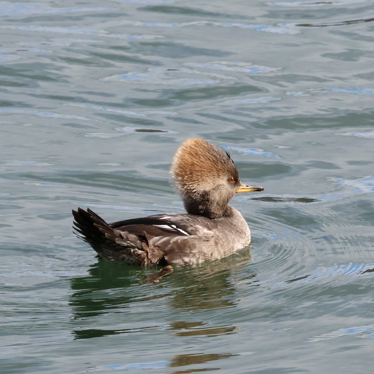 Hooded Merganser - ML508346191