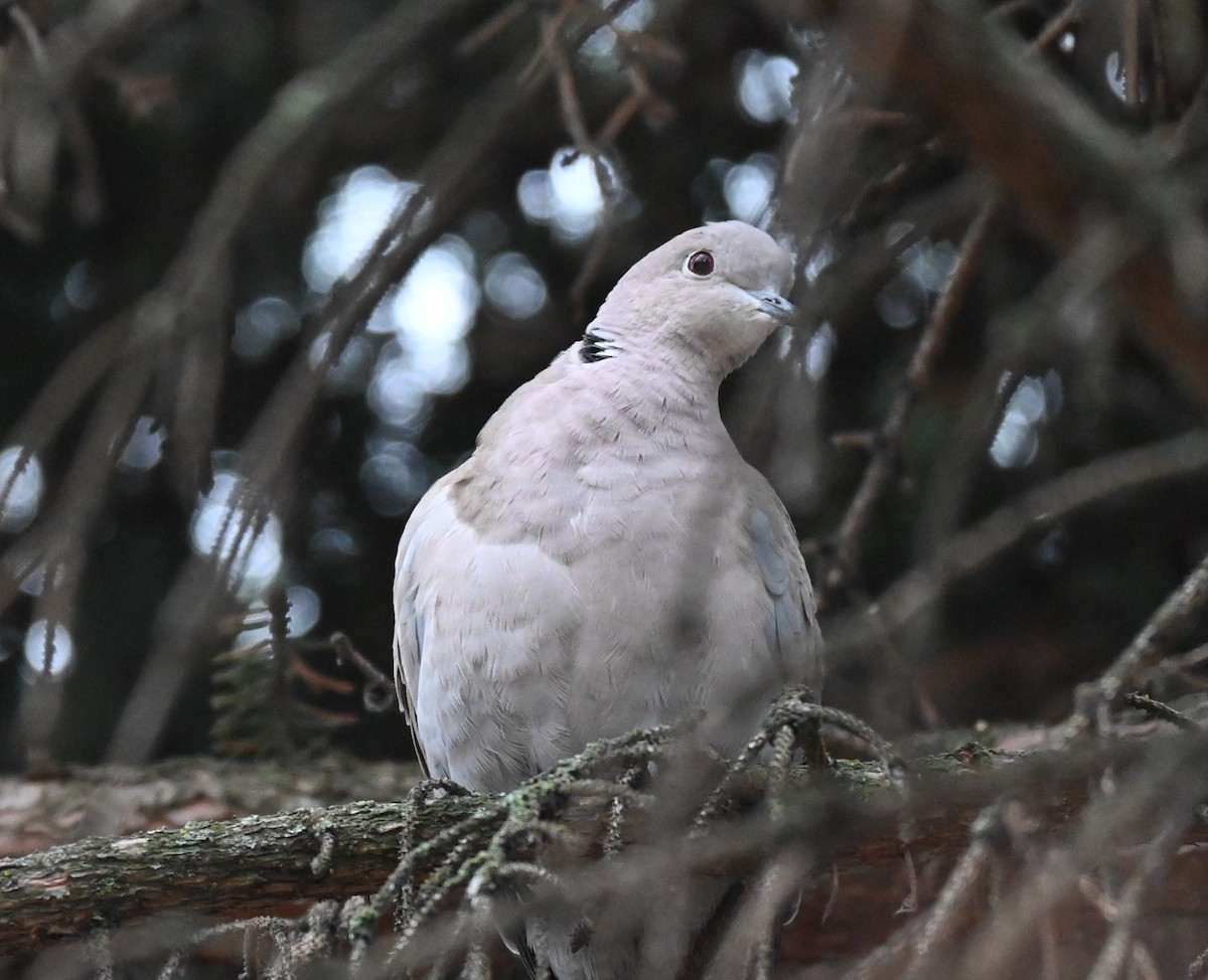 Eurasian Collared-Dove - ML508346851