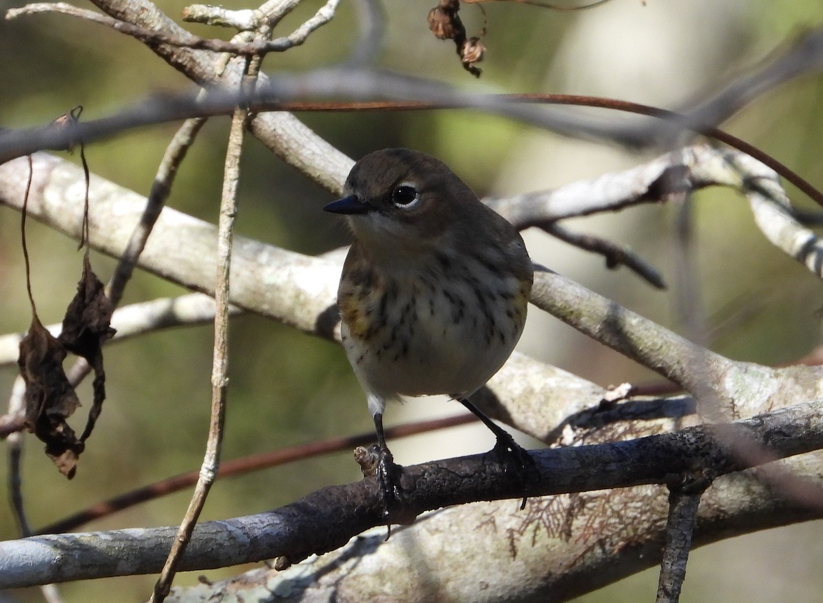 Yellow-rumped Warbler - ML508348391