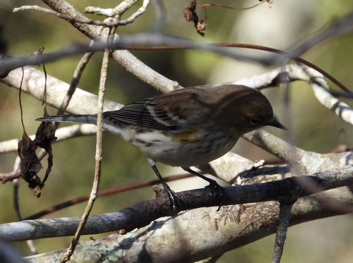 Yellow-rumped Warbler - ML508348511