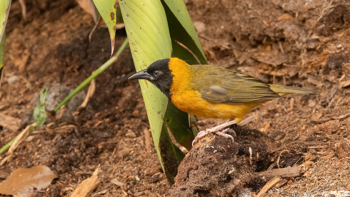 Loango Weaver - Robert Tizard