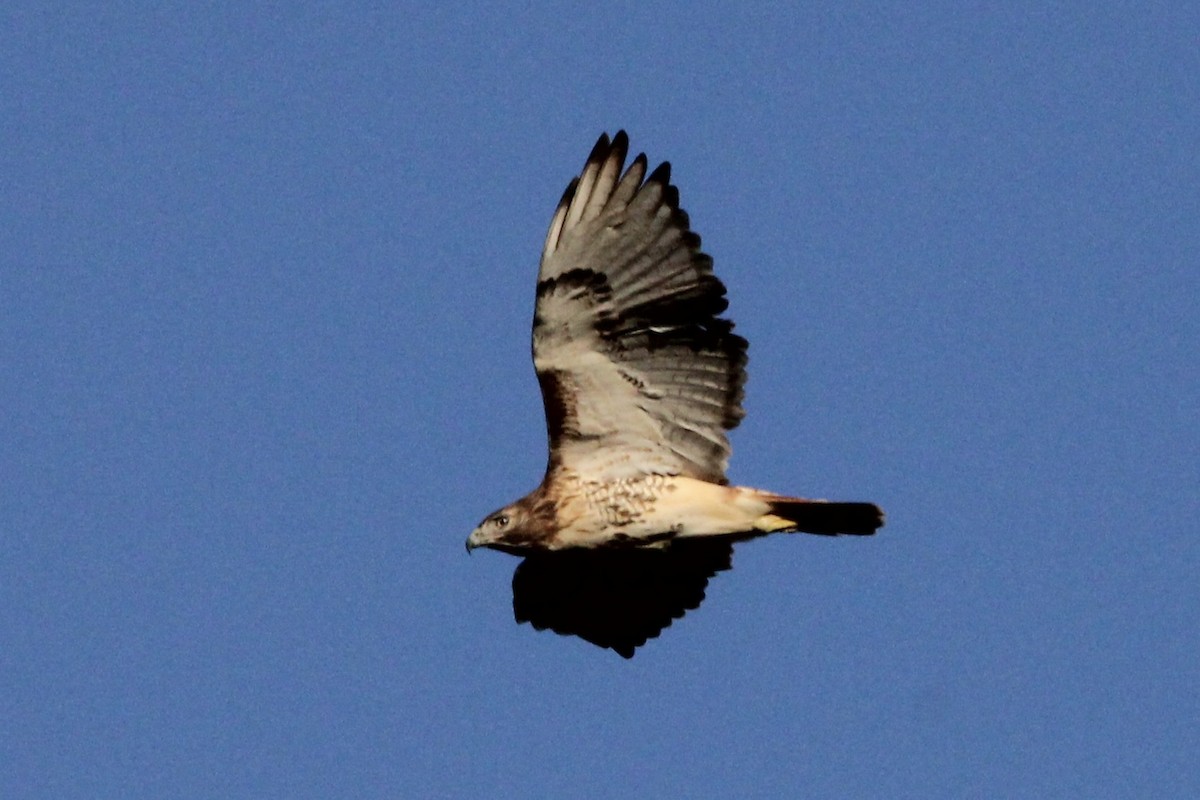 Red-tailed Hawk - ML508350171