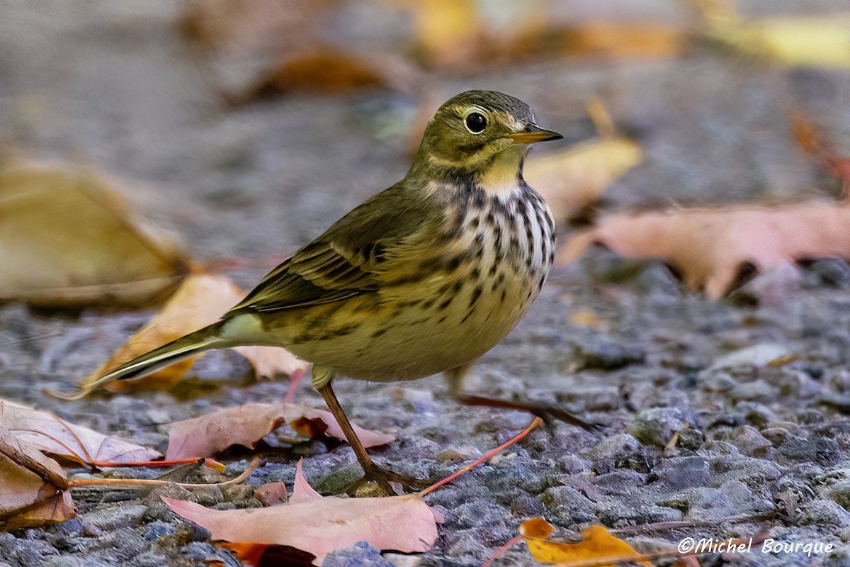 American Pipit - ML508350331