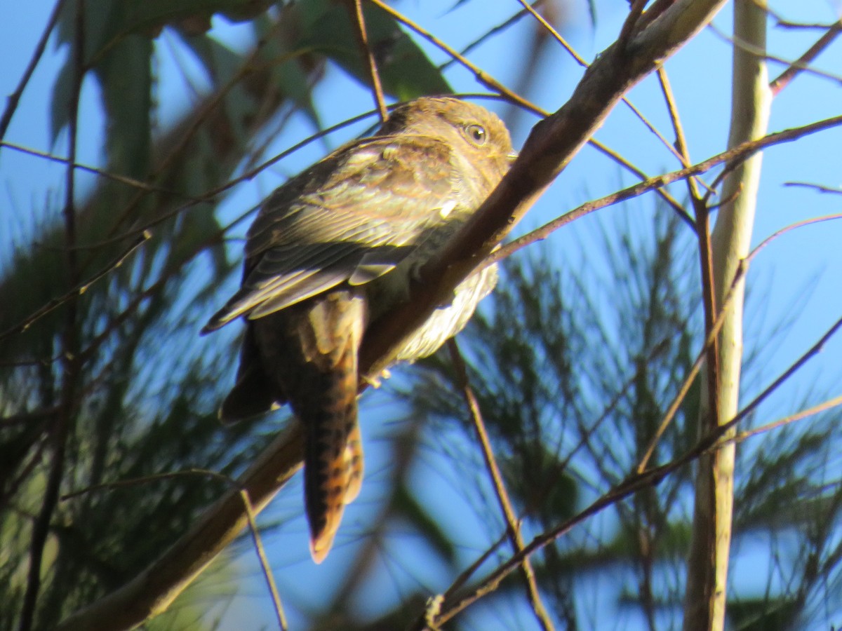 Fan-tailed Cuckoo - ML508352021