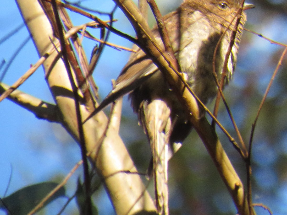 Fan-tailed Cuckoo - ML508352031
