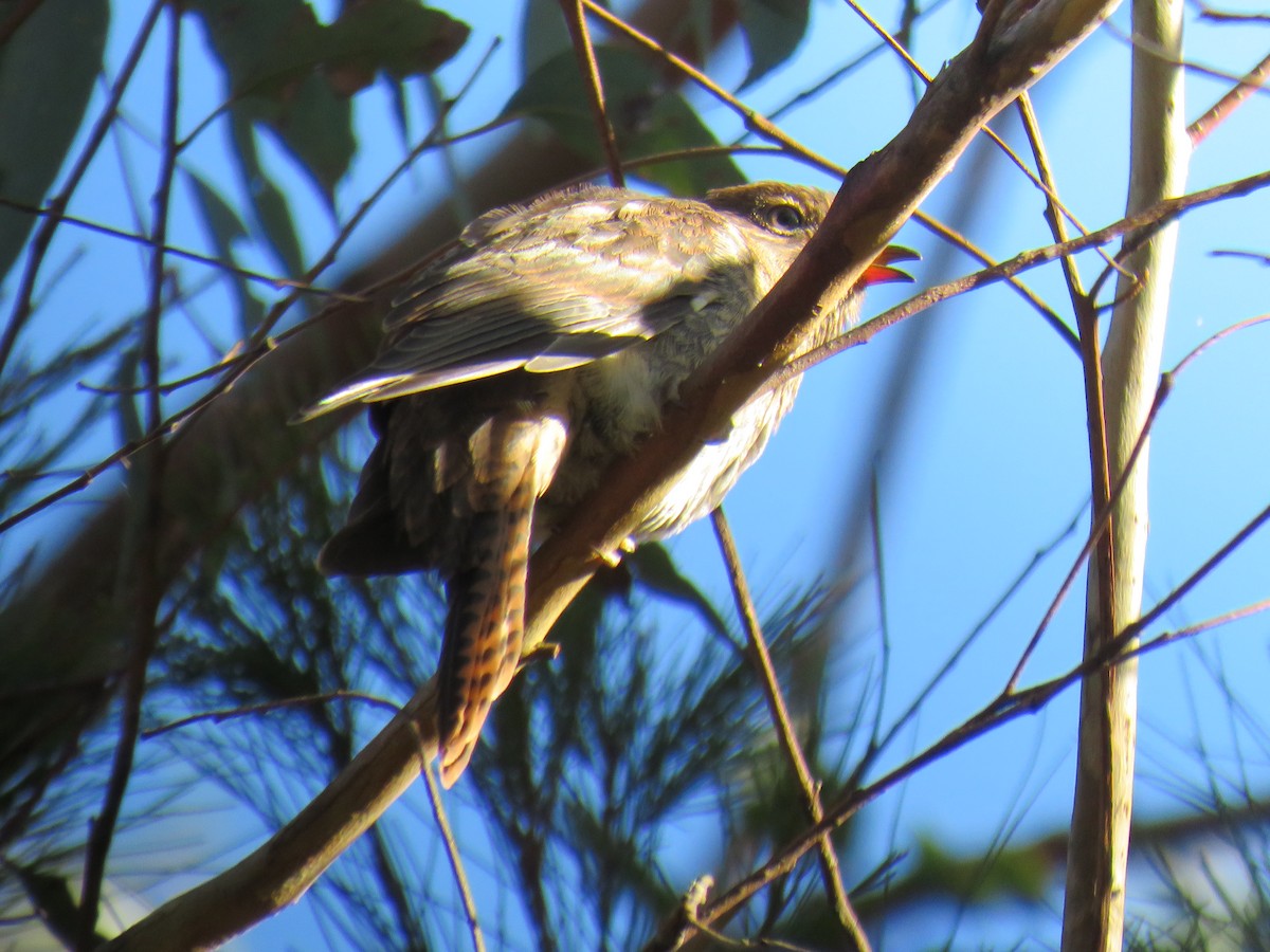 Fan-tailed Cuckoo - ML508352041