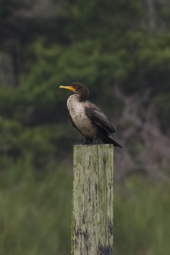 Double-crested Cormorant - ML508355131