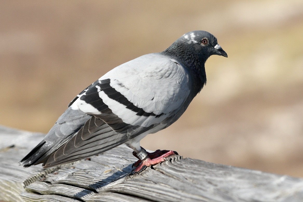 Rock Pigeon (Feral Pigeon) - ML508356511