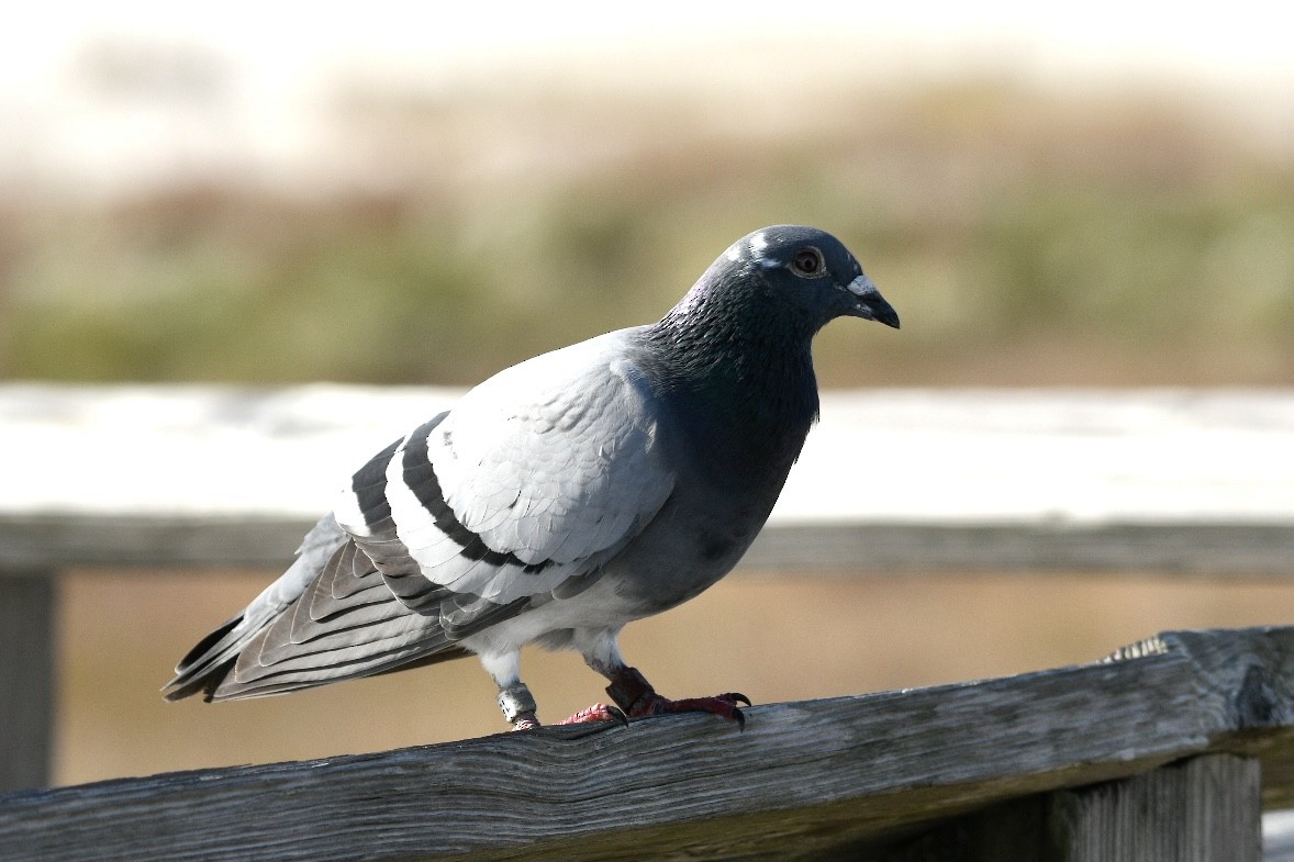 Rock Pigeon (Feral Pigeon) - ML508356541