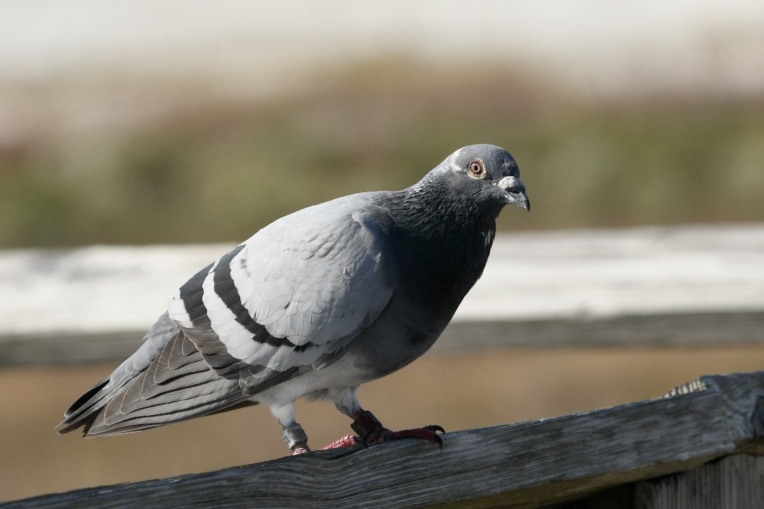 Rock Pigeon (Feral Pigeon) - ML508356551