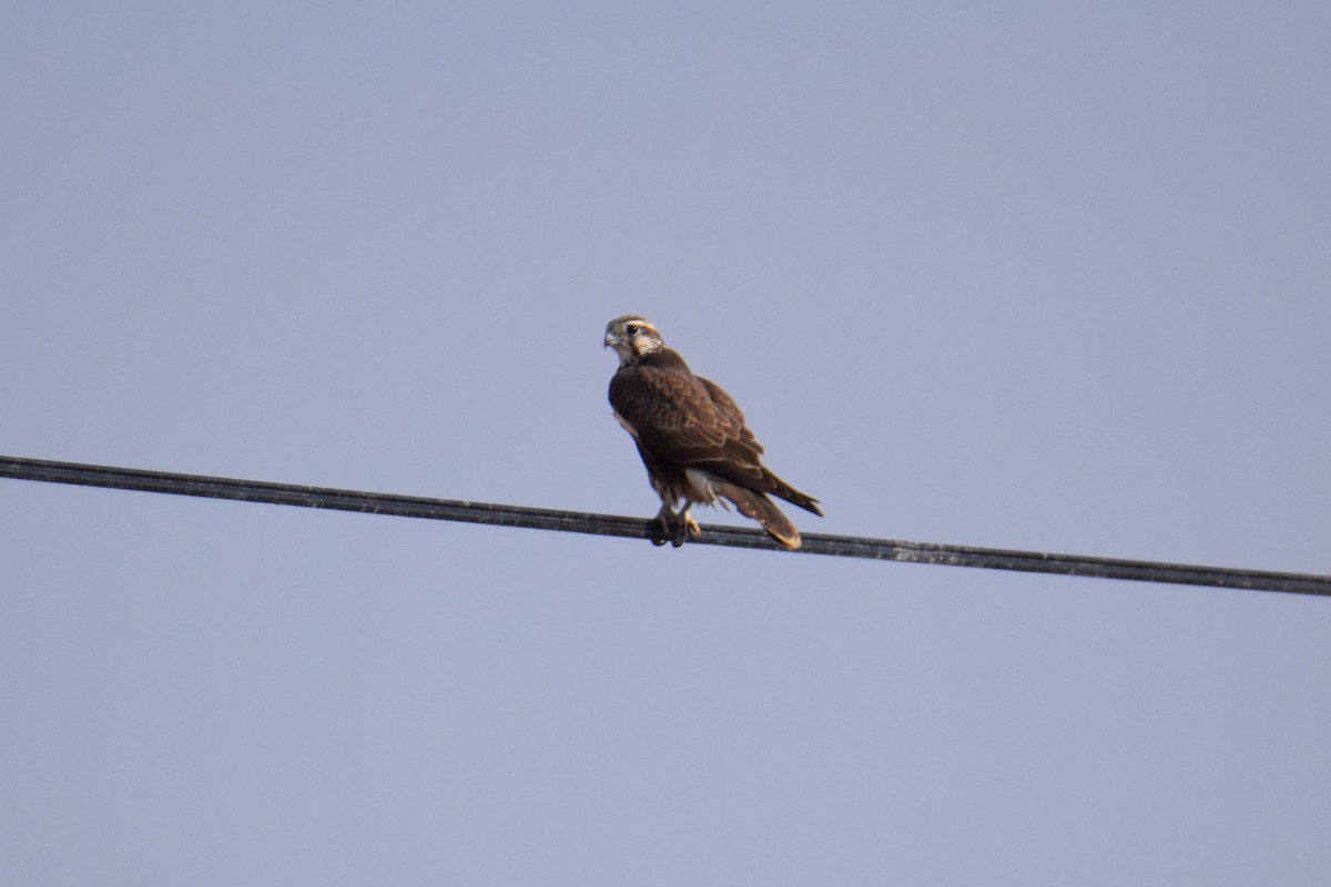 Saker Falcon - ML508357011