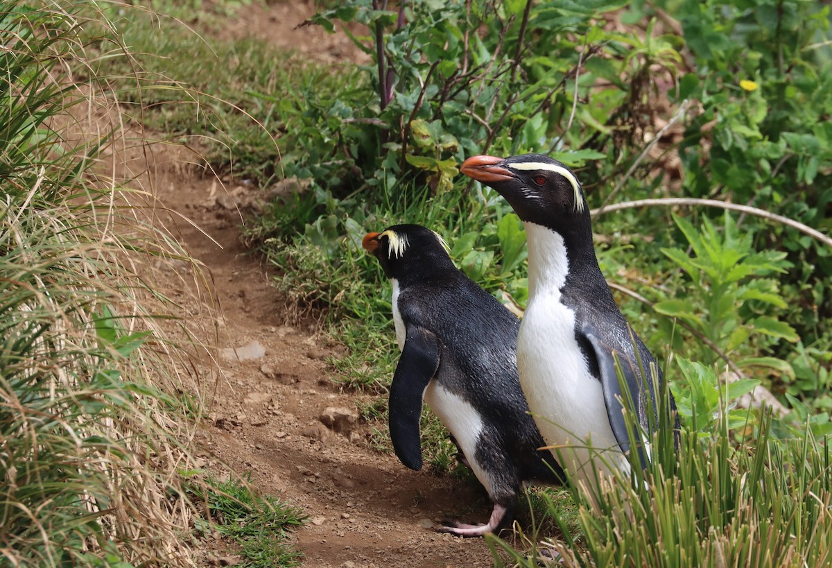 Fiordland Penguin - ML508357481