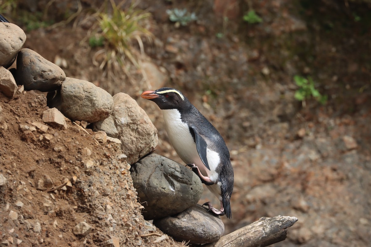 Fiordland Penguin - ML508357491