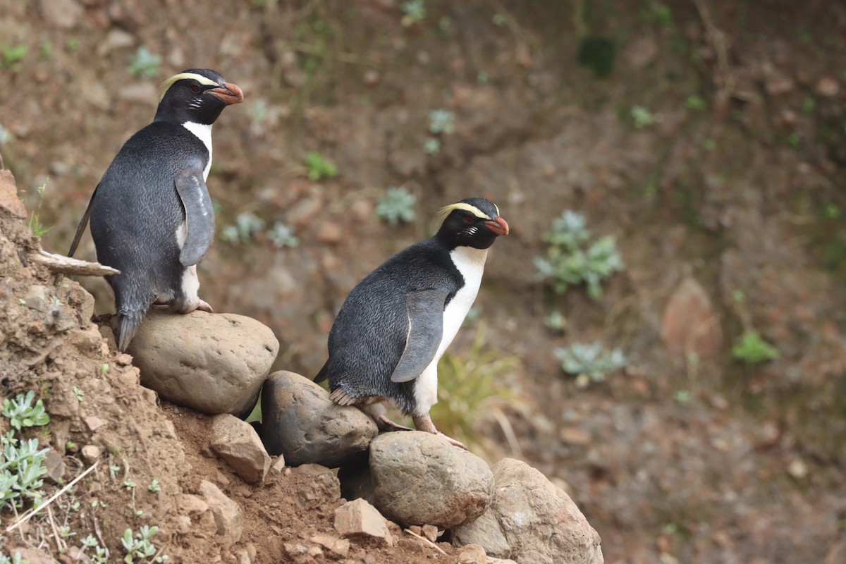 Fiordland Penguin - ML508357651
