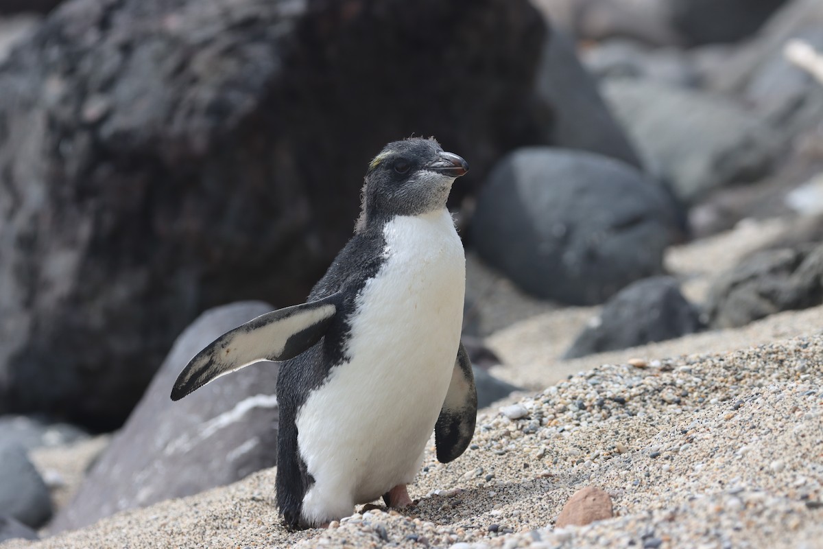 Fiordland Penguin - ML508357711